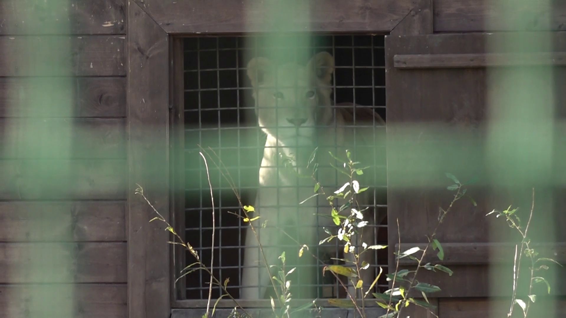 «МебельМаркт» взял под опеку львицу в Ярославском зоопарке