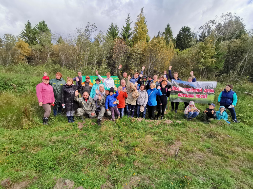 В Ярославской области высадят полмиллиона елей и сосен