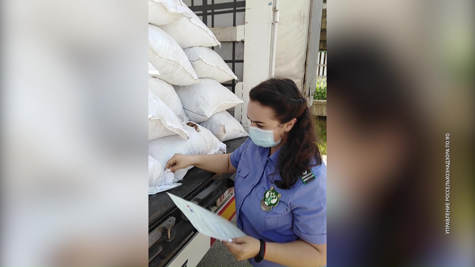 Сотрудники Россельхознадзора проверили ввезенный из Франции сушеный цикорий