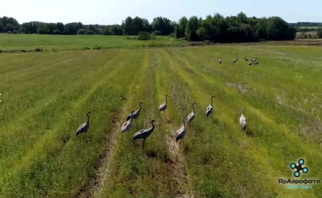 ВИДЕО: краснокнижные журавли погостили в Ярославской области