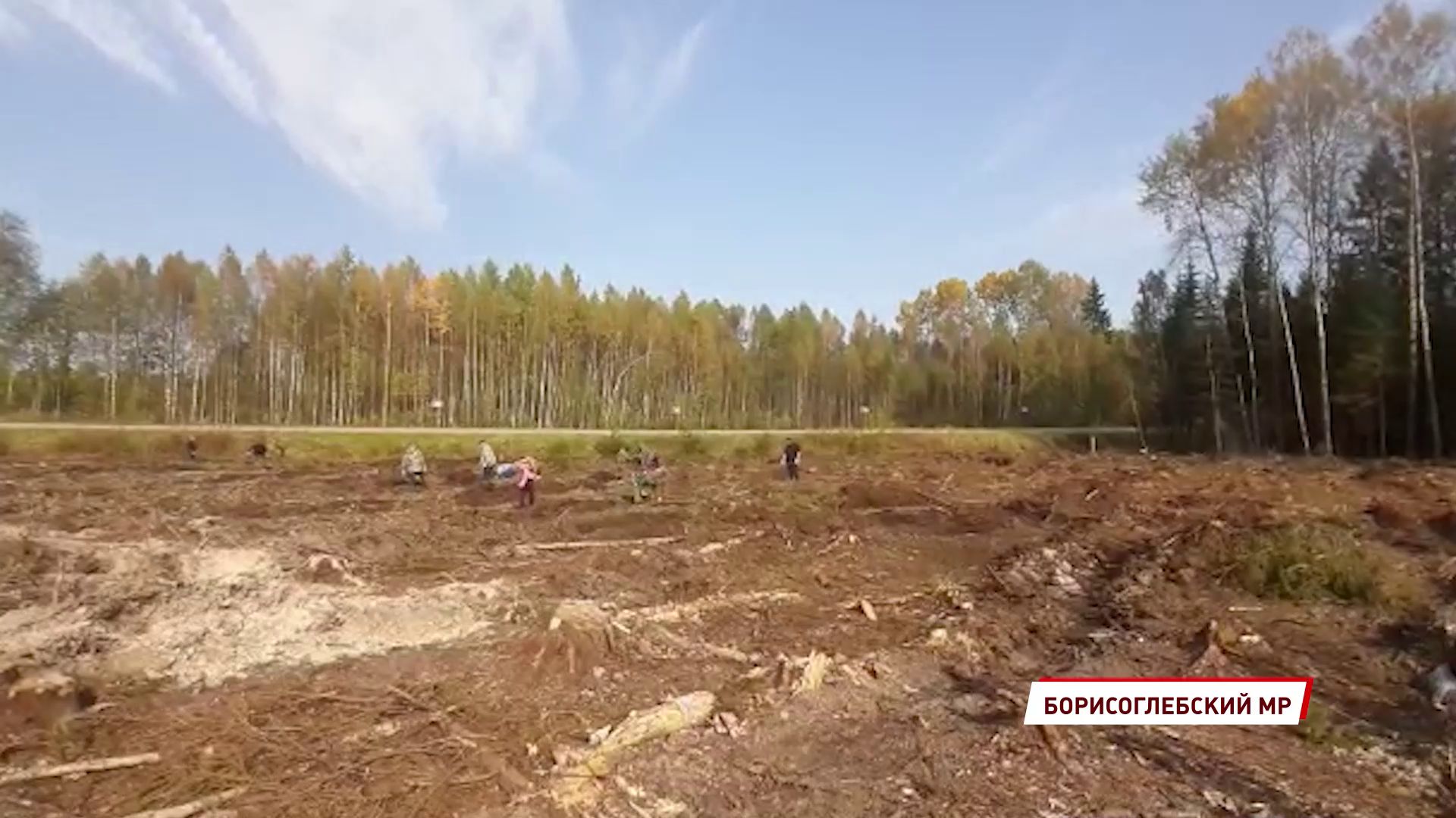 В Борисоглебском районе посадили больше пяти тысяч деревьев