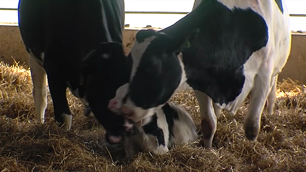 Ярославские приставы арестовали стадо коров