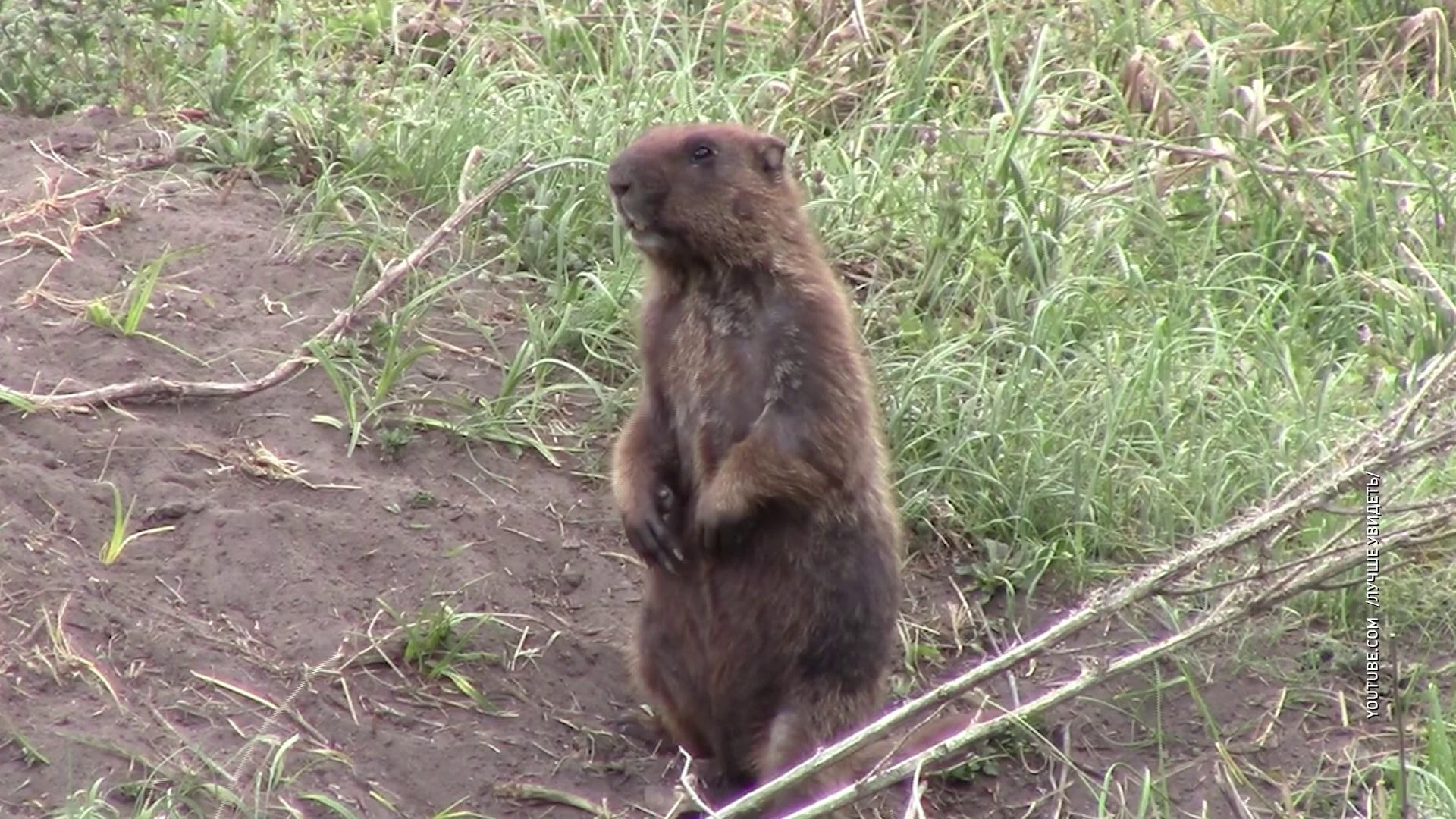 День сурка: ярославский предсказатель Федор еще не проснулся