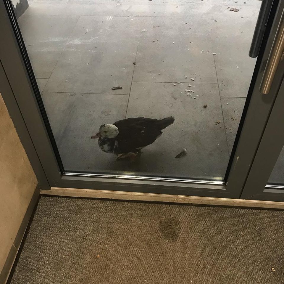 Депутат приютил в своем гараже замерзшую утку