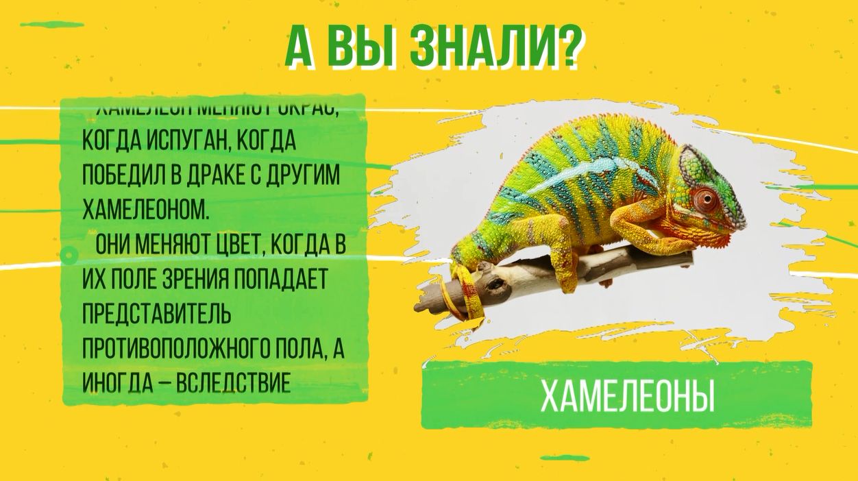Рубрика «А вы знали?». Хамелеоны