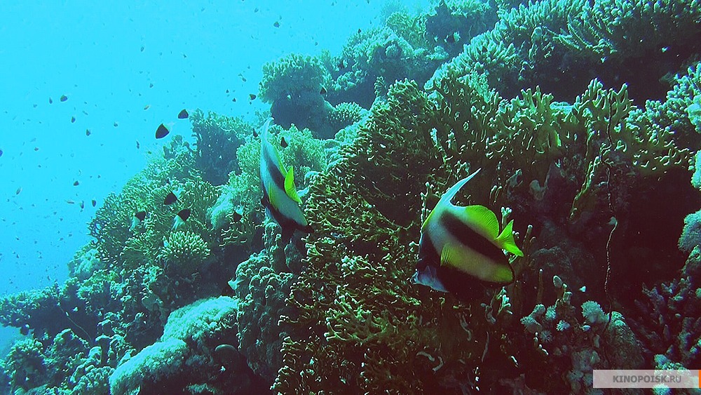 Коралловый риф