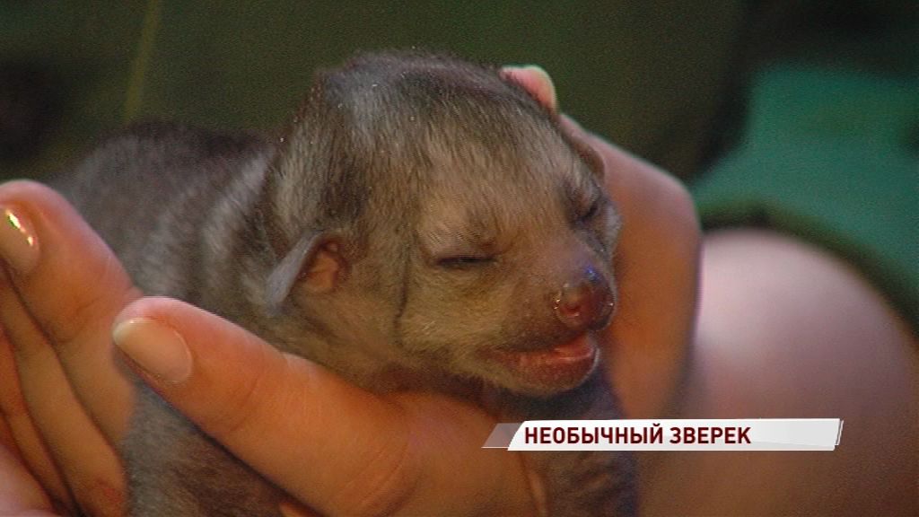 В Ярославском зоопарке показали кинкажу