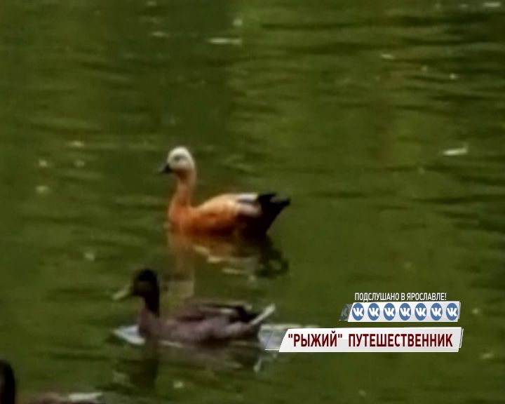 В парке «Нефтяник» появилась рыжая необычная гостья