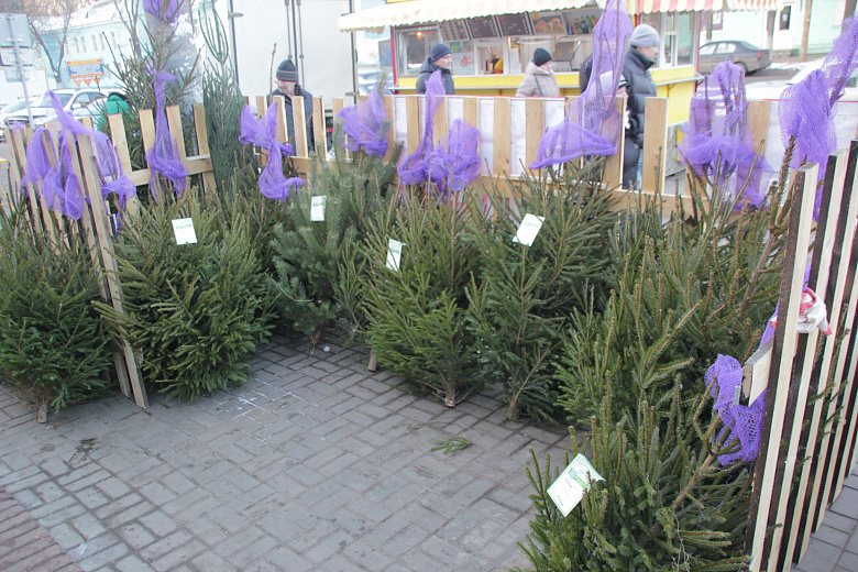 Ярославцам предлагают после праздников сдать елки в зоопарк