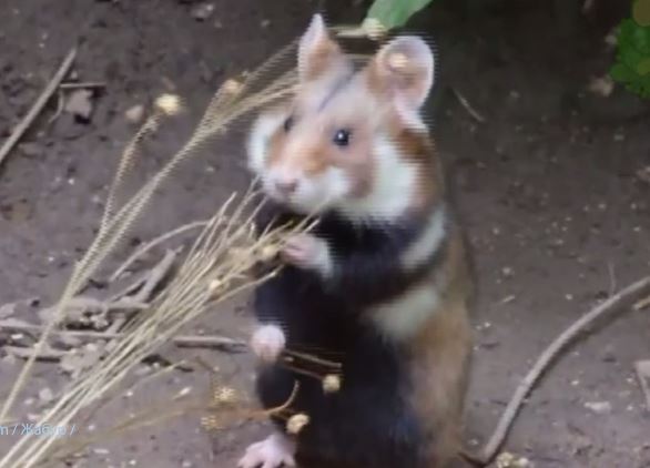 «Наша природа». О хомяках