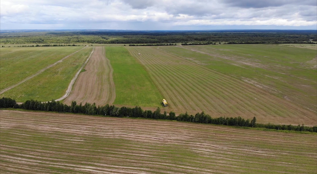 С поля сразу по консервным банкам: в регионе собрали 60 процентов зеленого горошка