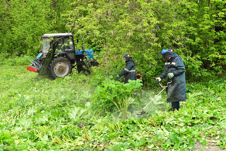 В Ярославле начали бороться с борщевиком