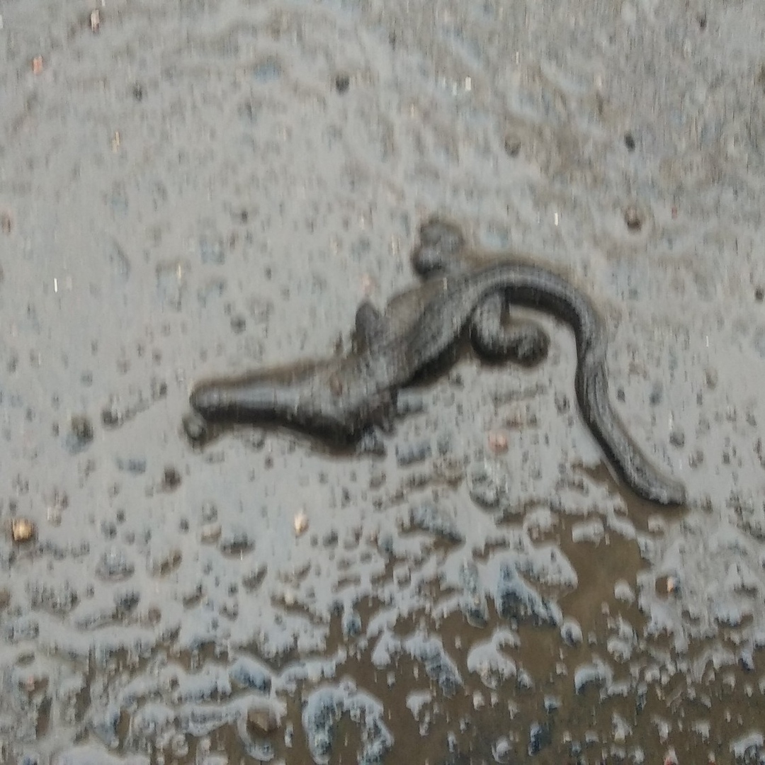 В самом центре Ярославля на дороге появился крокодил