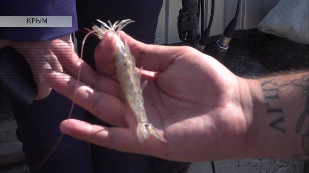 Программа "Спецкор" от 19.08.19: Итоги визита делегации Ярославской области в Крым