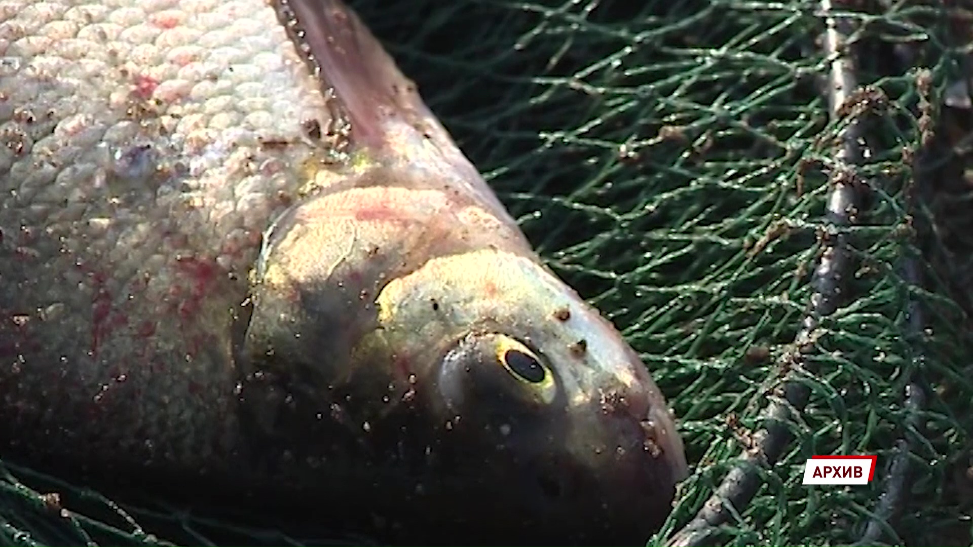 Жителю области грозит штраф в полмиллиона за незаконную ловлю рыбы