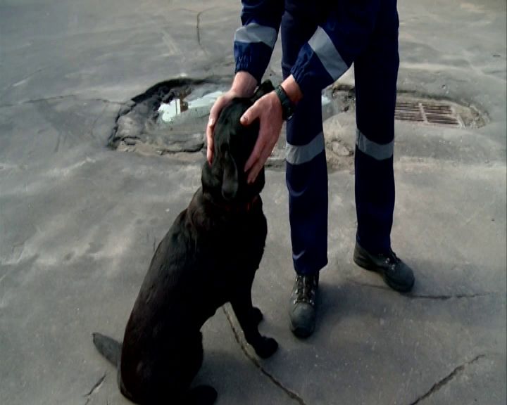 Ярославский лабрадор Хита стала лучшей на соревнованиях кинологических расчетов