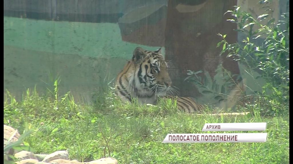 Амурскому тигру Тамерлану из ярославского зоопарка привезли пару из Ростова-на-Дону