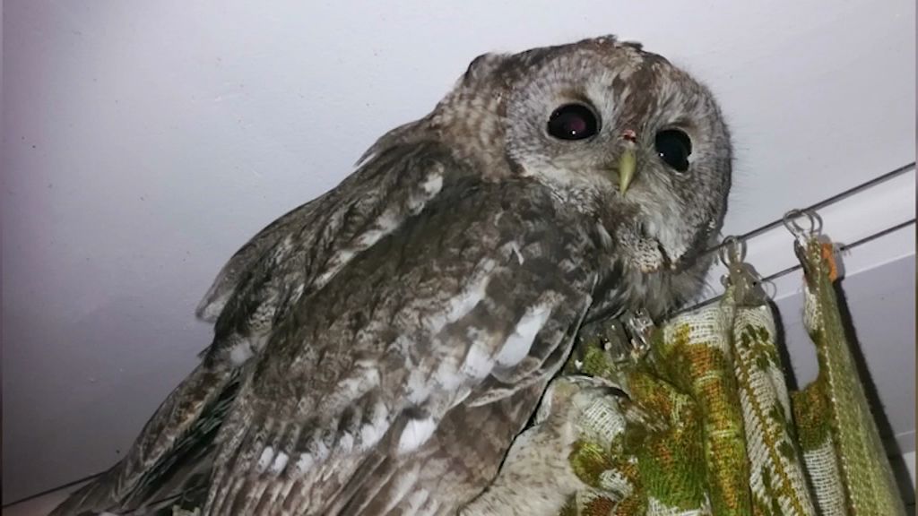 Как в Хогвартсе: в квартиру ярославца залетела сова