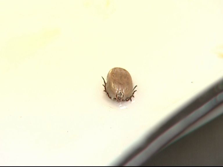 С приходом тепла в Ярославской области более 500 человек пострадали от укусов клещей