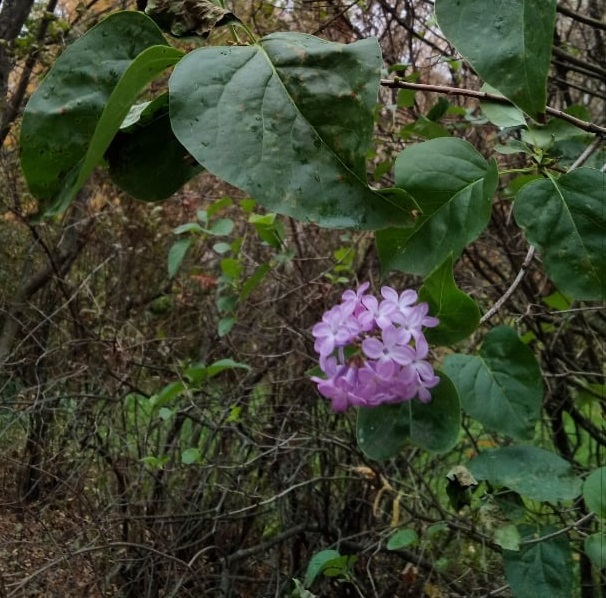 Зацветает сирень и цветы: десять фотографий растений, перепутавших сезоны