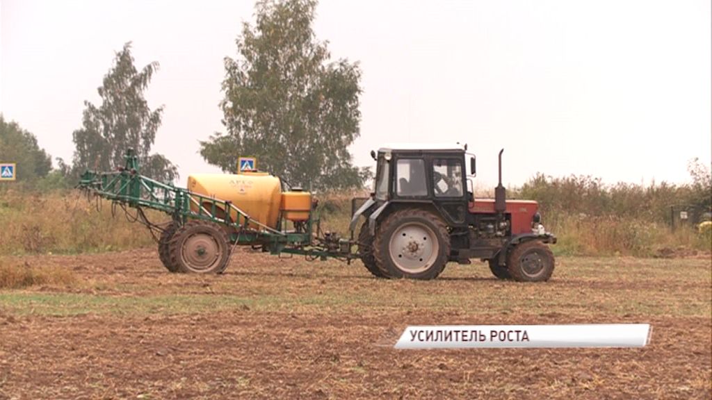 В области сажают озимые с использованием инновационных удобрений: как это повлияет на урожай