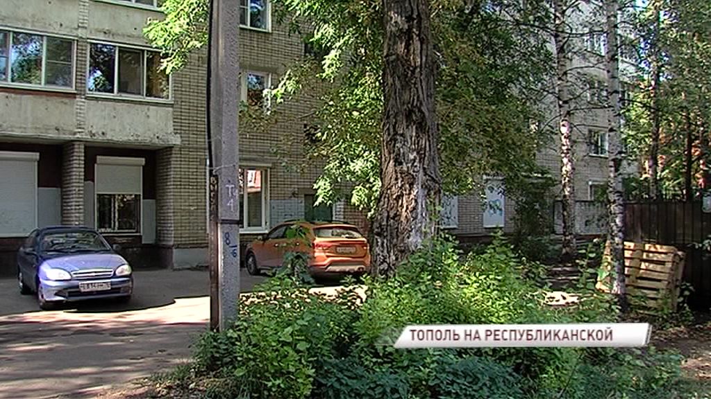 Аварийный тополь на Республиканской, наконец, спилят