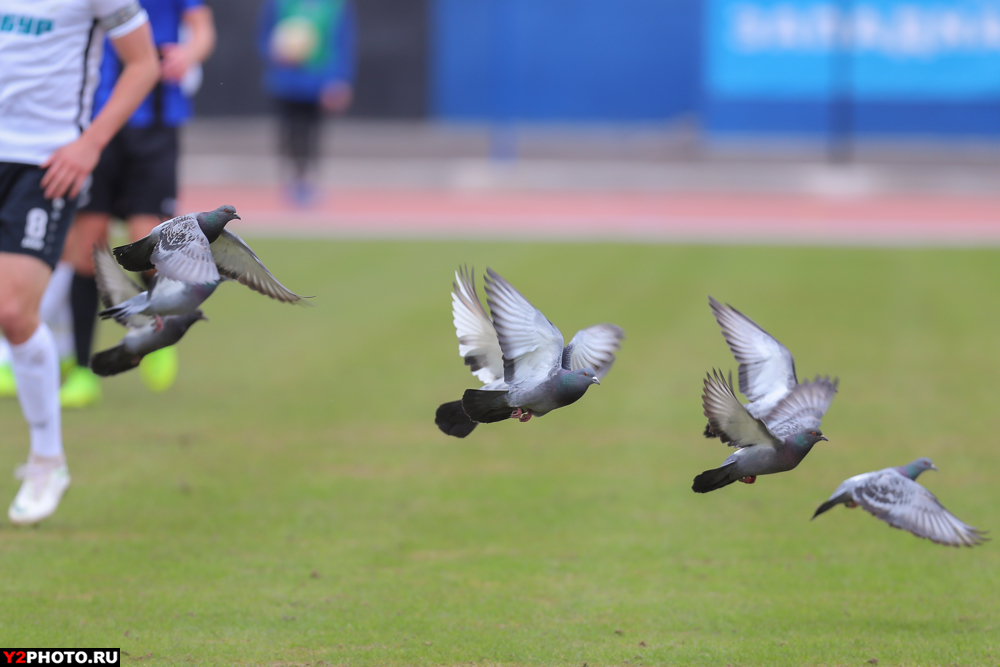 ВИДЕО: Футболист «Шинника» едва не убил голубя во время игры