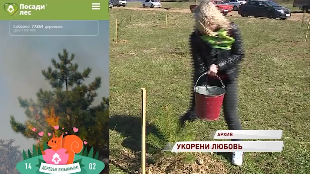 Ярославцам предложили вместо валентинок дарить деревья