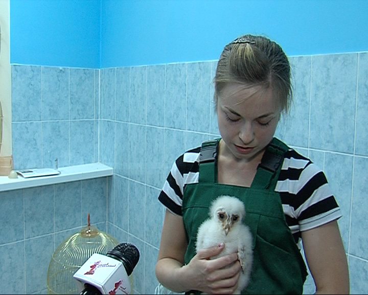 В Ярославском зоопарке пополнение: в семействе сов появился птенец