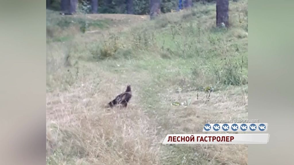 Ярославцы снова встречают хищных птиц в городе