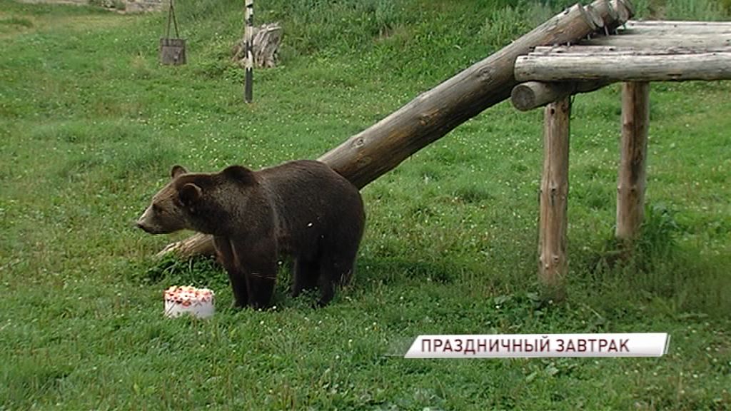 Медведей из ярославского зоопарка угостили вкусным тортом в честь дня рождения