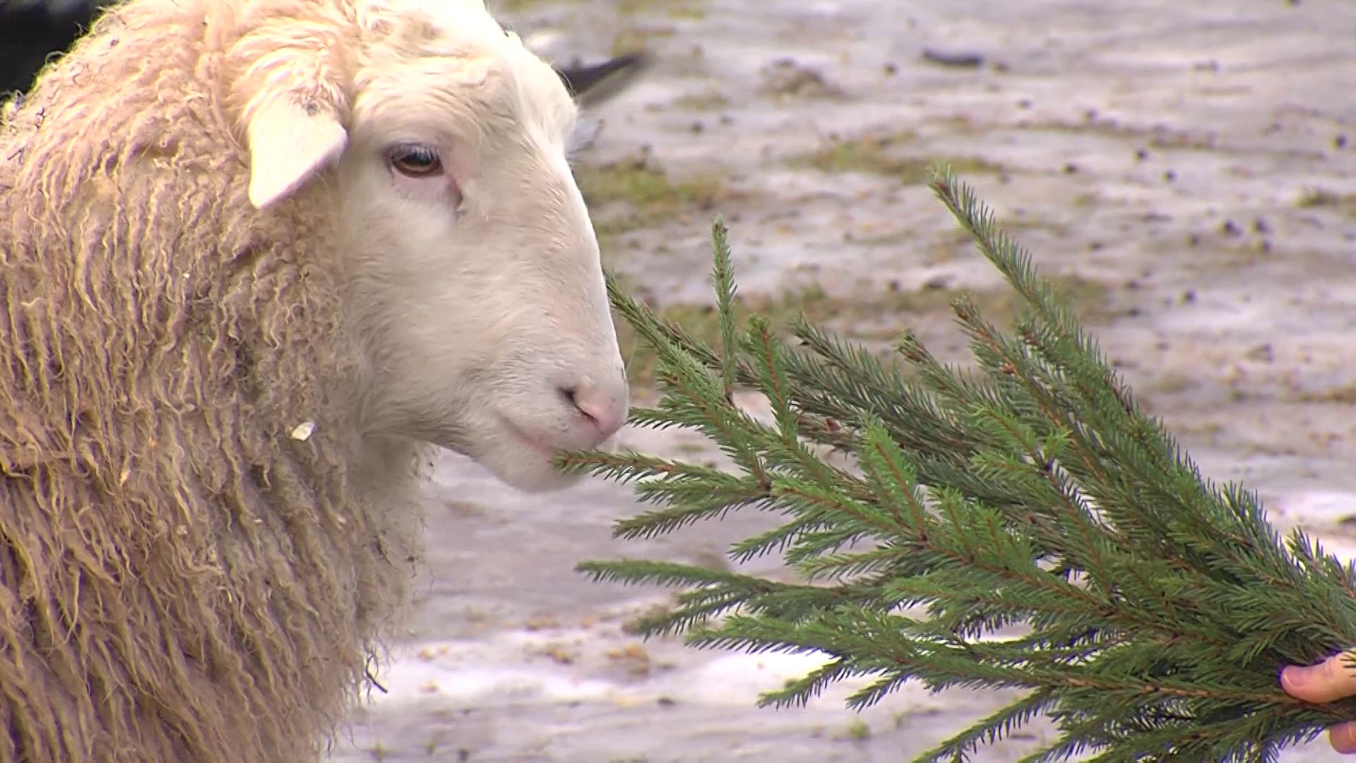 В ярославский зоопарк передали елки для животных