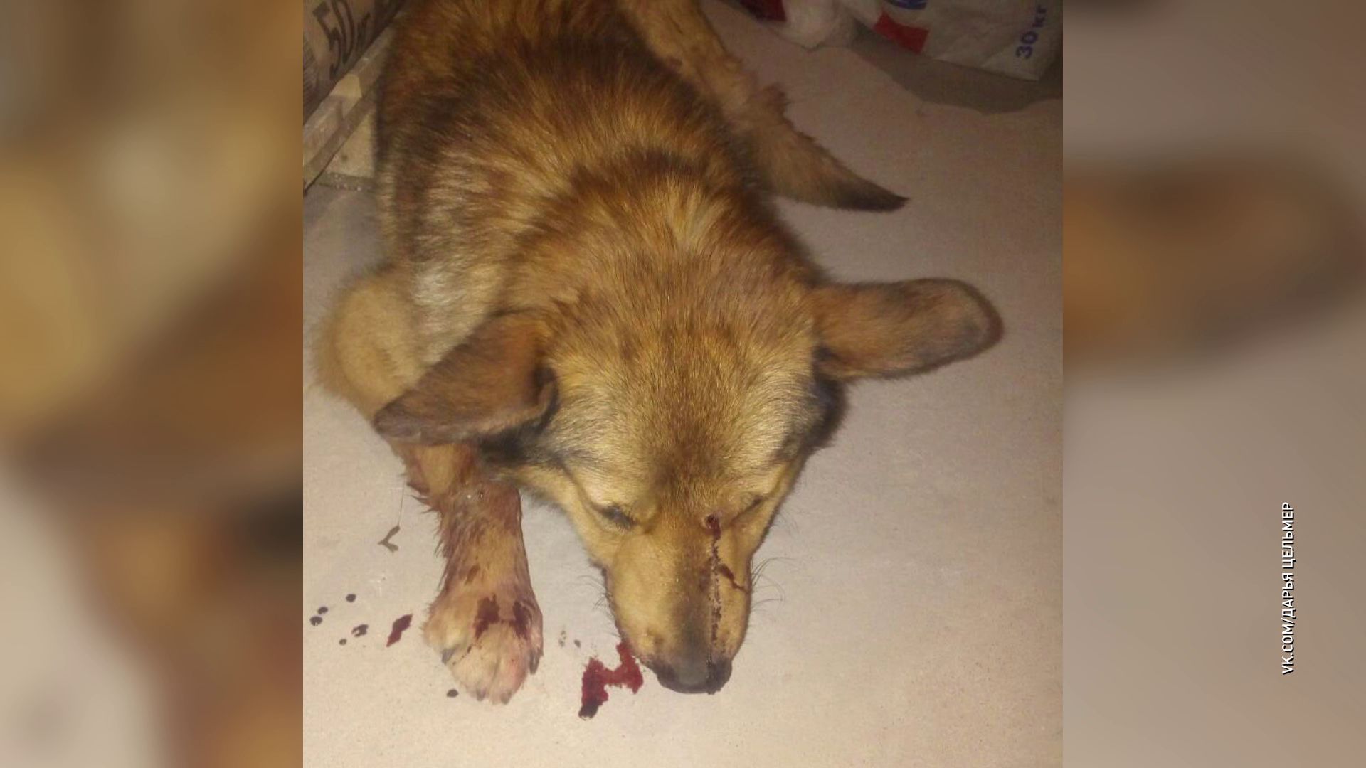 Пострадала, но выжила: в поселке Щедрино неизвестный выстрелил собаке прямо в нос