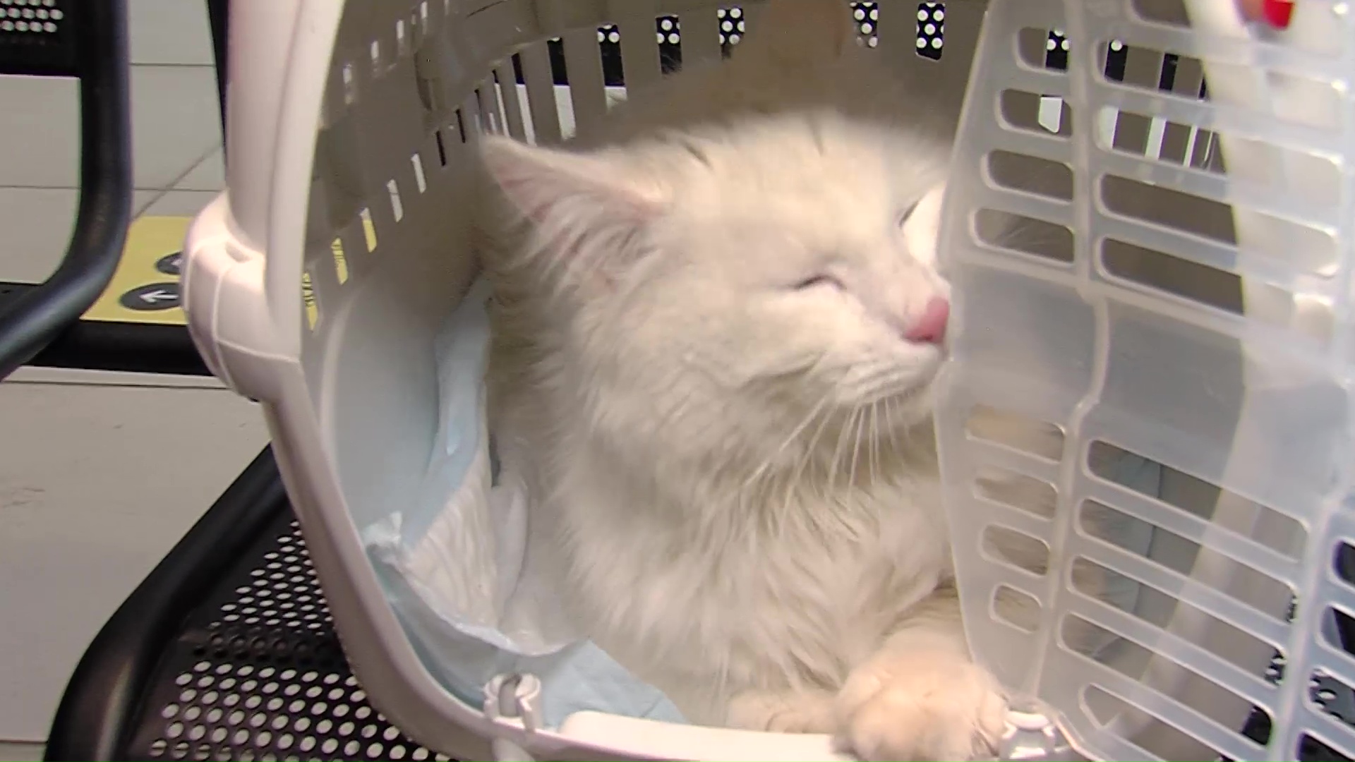 «Я не багаж, я – пассажир»: специалисты рассказали, как правильно летать с домашними животными