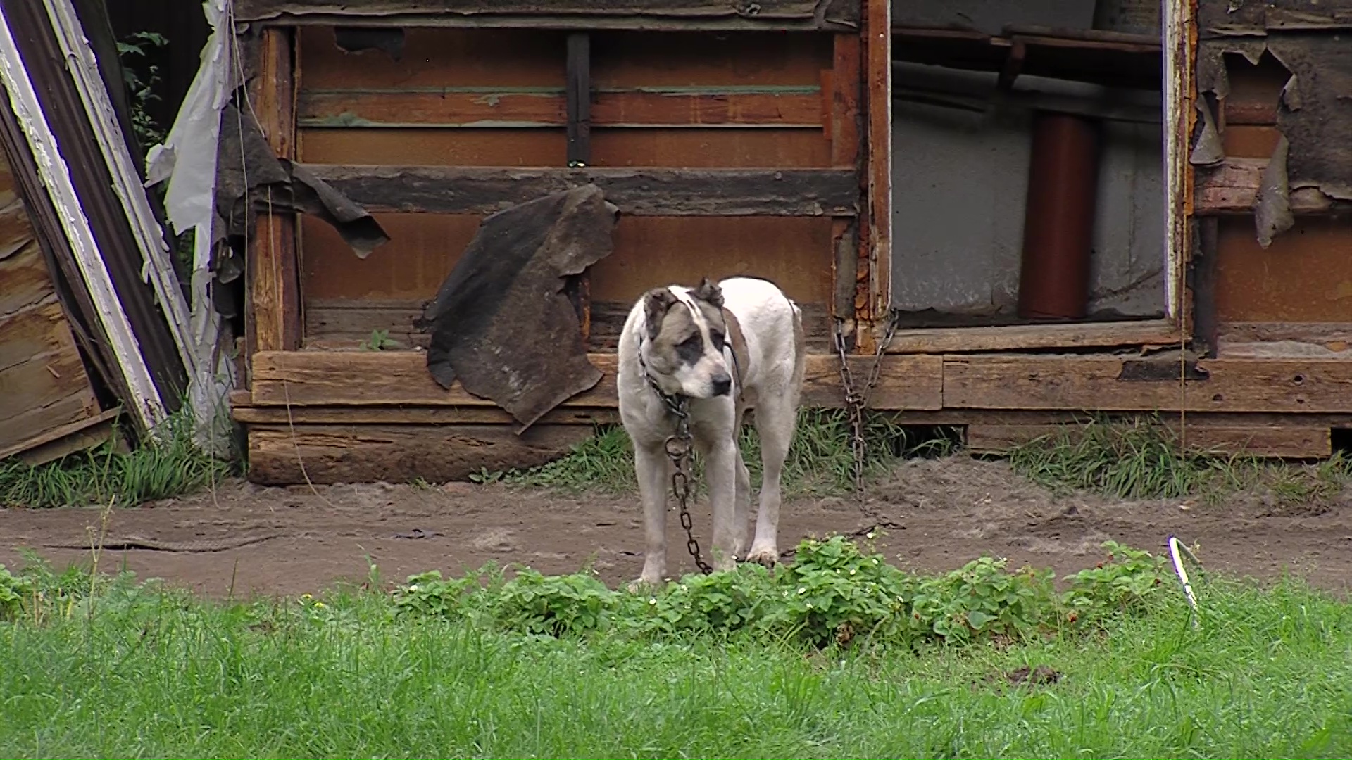 Прокусил бок и разорвал вену: ярославца сильно покусала собака, семья ищет свидетелей
