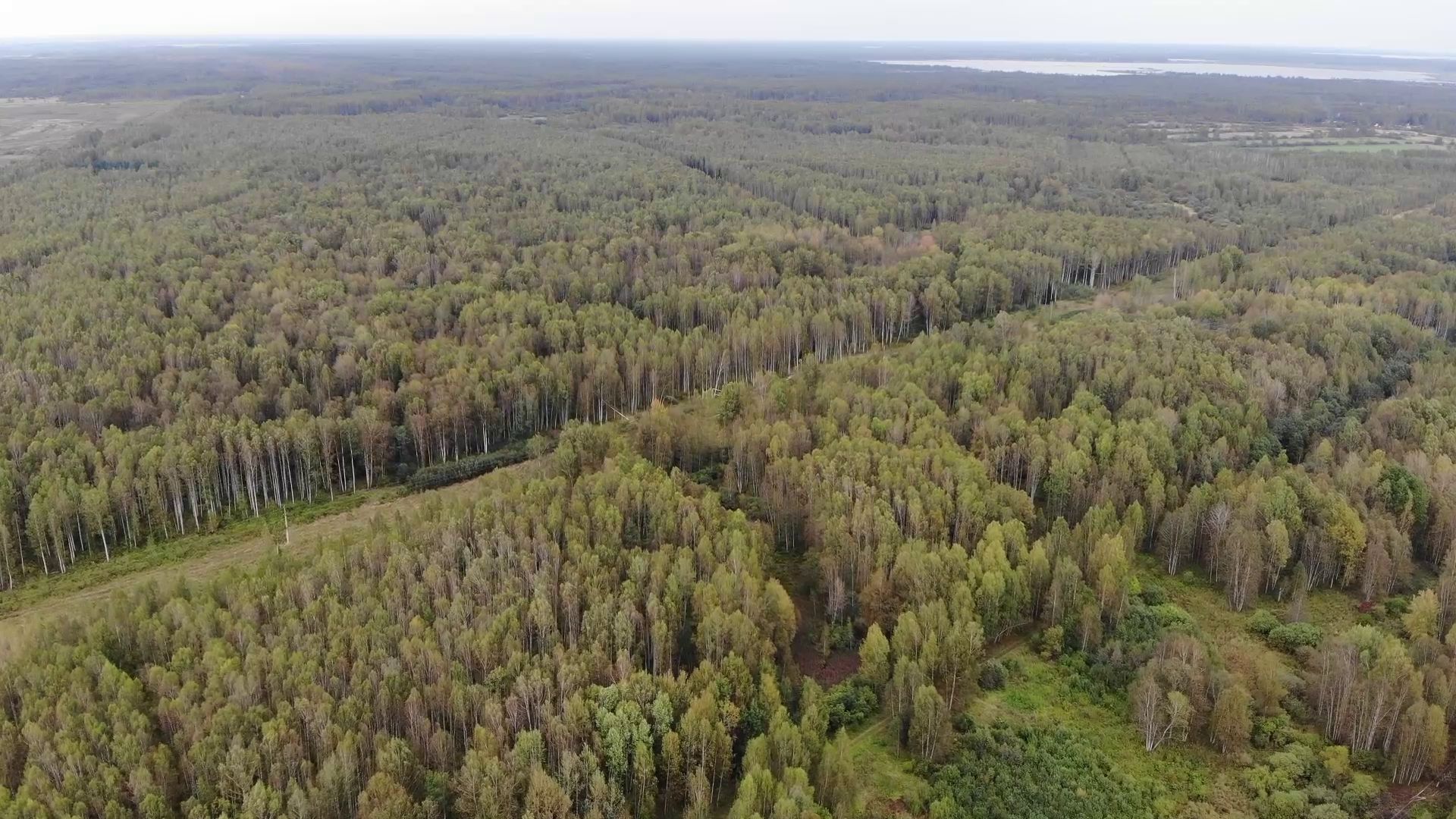 В Ярославском регионе ведется борьба с незаконными вырубками и пожарами