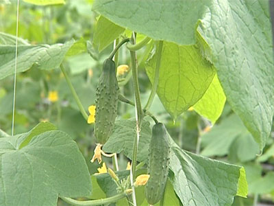 Урожай на грани срыва