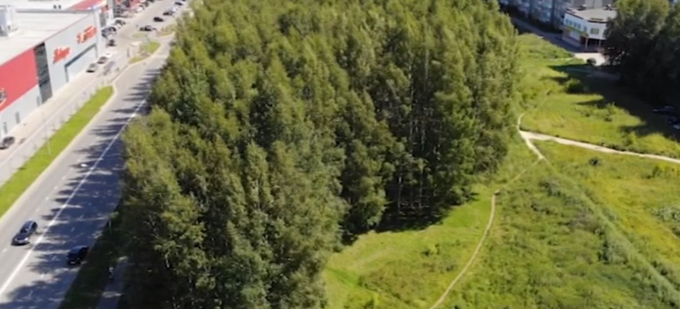 Появление двух новых домов в Рыбинске не нанесет ущерба березовой роще