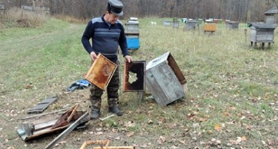 В Большесельском районе добыли медведя, разорявшего пасеку