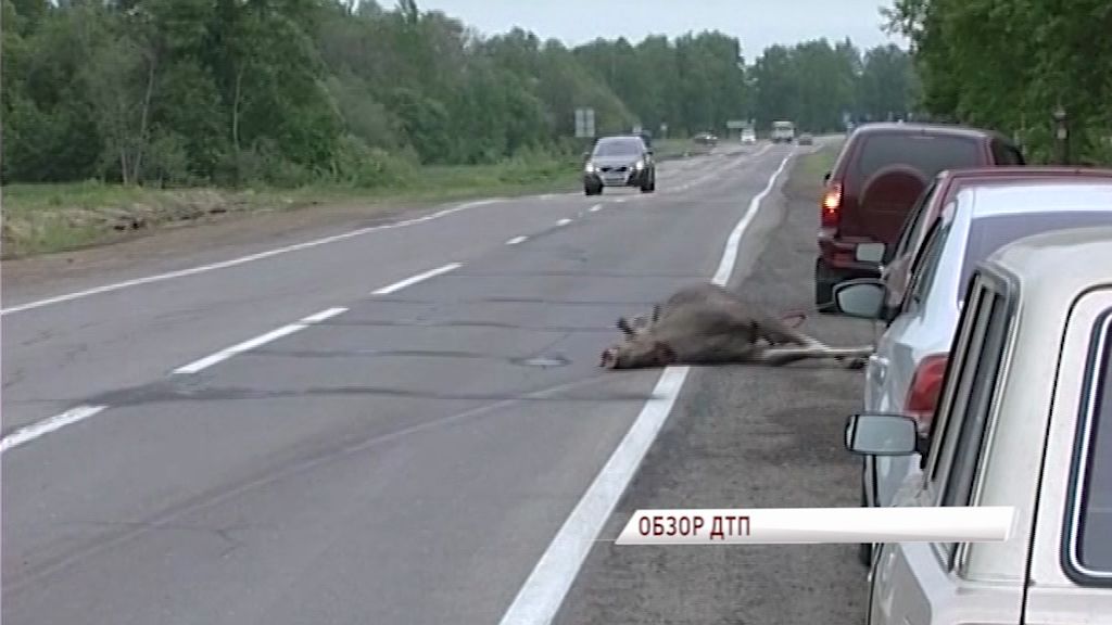 Лось стал причиной крупной аварии на М8
