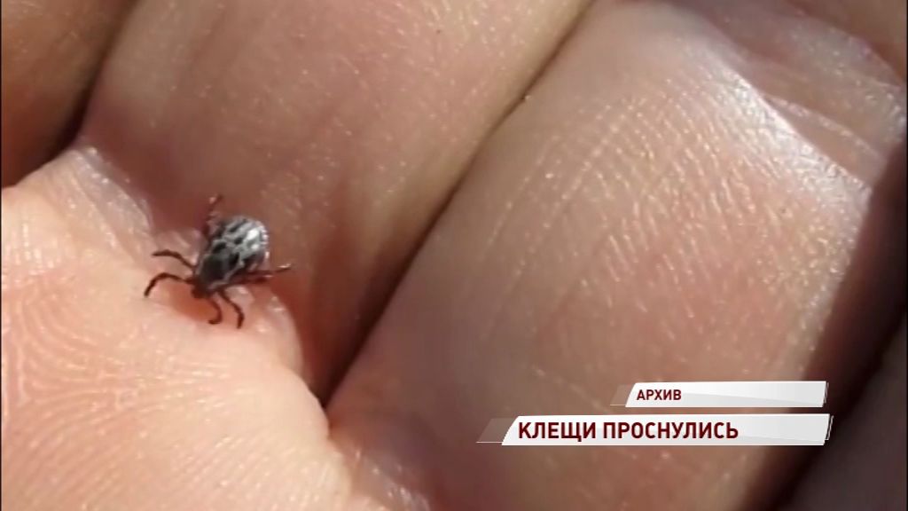 Клещи успешно перезимовали и теперь выходят из спячки