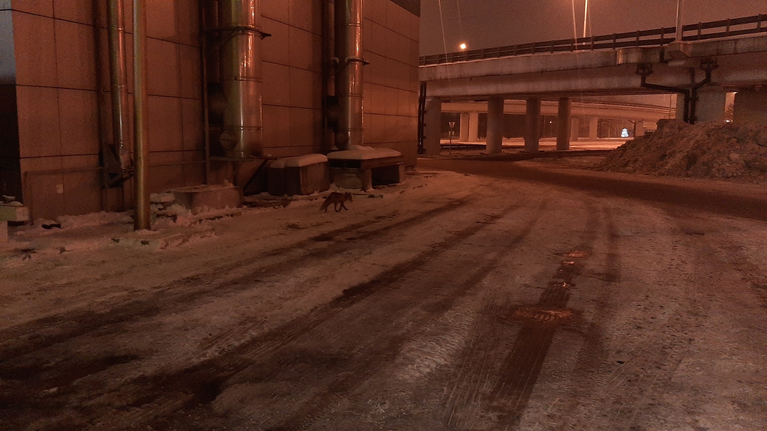 В Ярославле заметили «законопослушную» лису