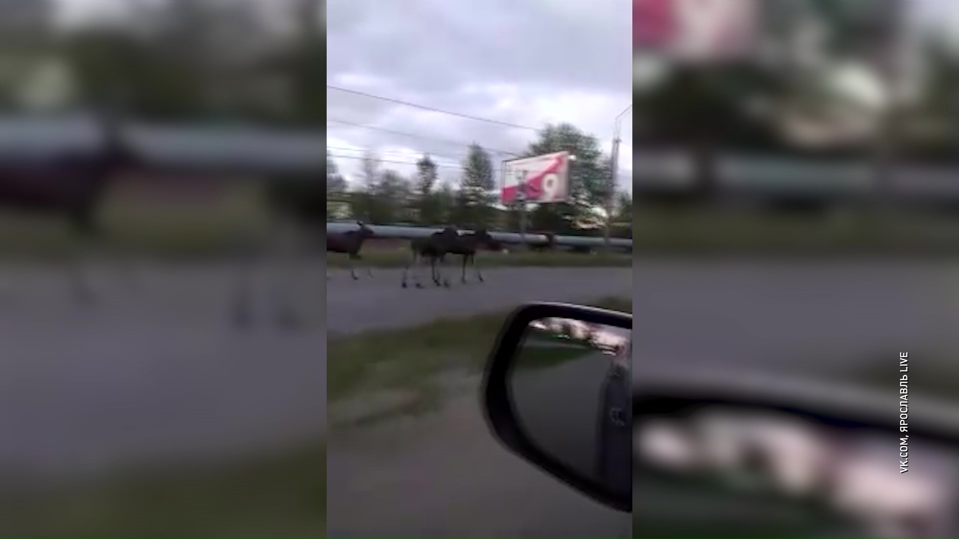 «Это расселение молодняка»: специалисты объяснили, откуда в Ярославле взялись лоси и медведи