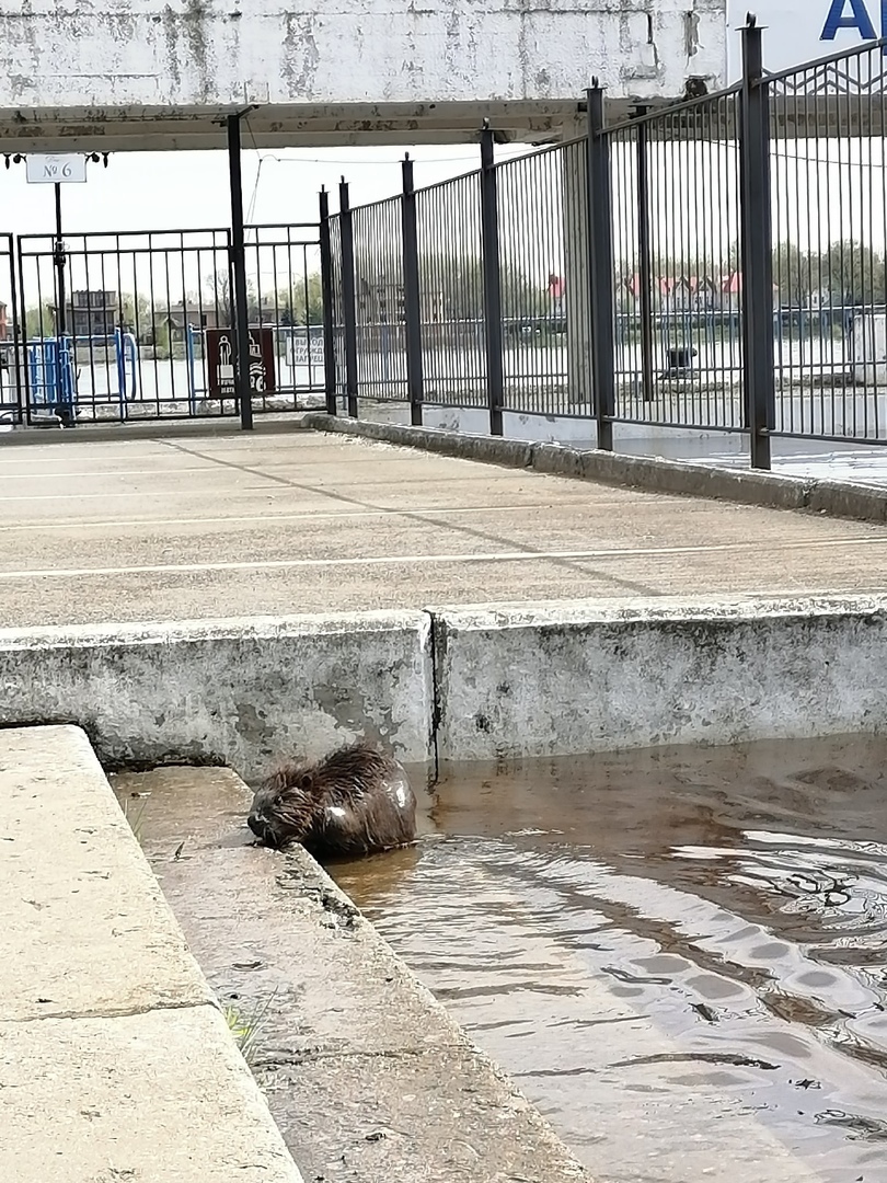 На речном вокзале в Ярославле заметили дезориентированного бобра
