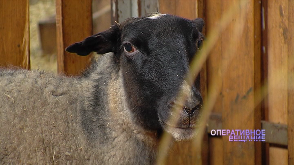 Житель Любима украл овцу и уснул с ней машине