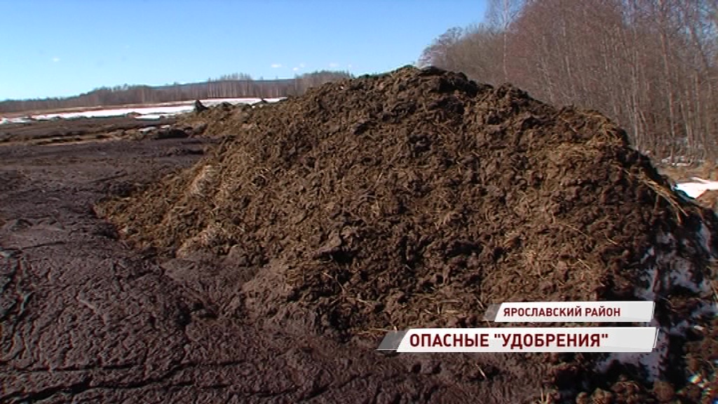 Навоз прямо в Волгу: жители деревни Пашино борются за экологию и свежий воздух