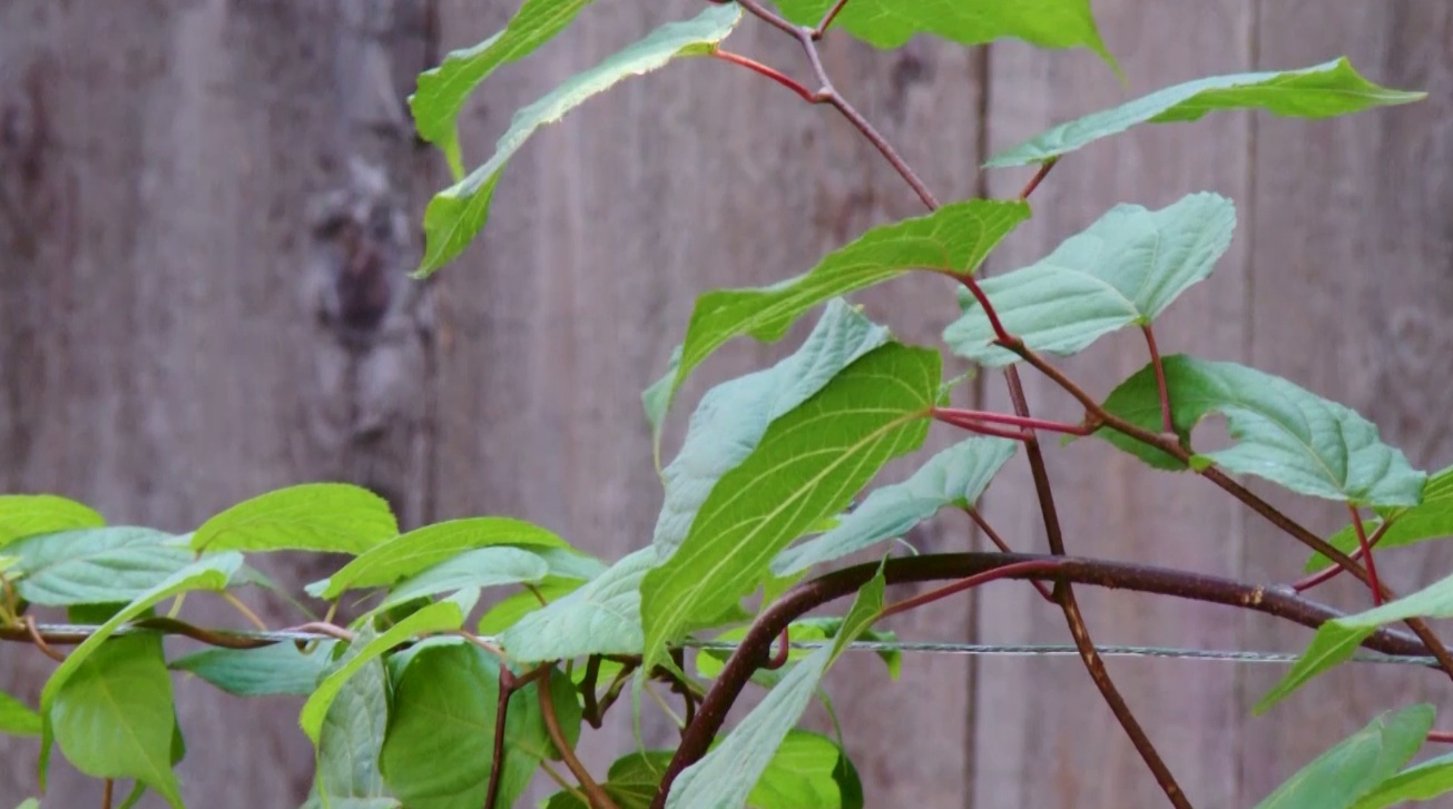 Утреннее шоу «Овсянка» от 04.09.20: общаемся с участницами клуба интеллектуальных игр и знакомимся с актинидией