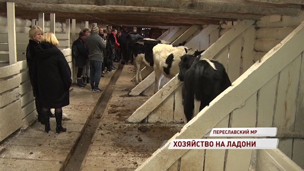 Ярославцы могут вырастить корову онлайн: в регионе начал работать «Цифровой фермер»