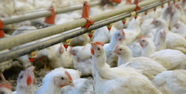 Экспорт продукции агропромышленного комплекса из Ярославской области вырос за год почти в два раза