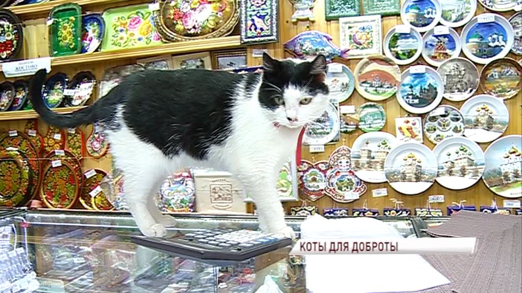 Праздник усатых-полосатых: расскажем о медийных кошках